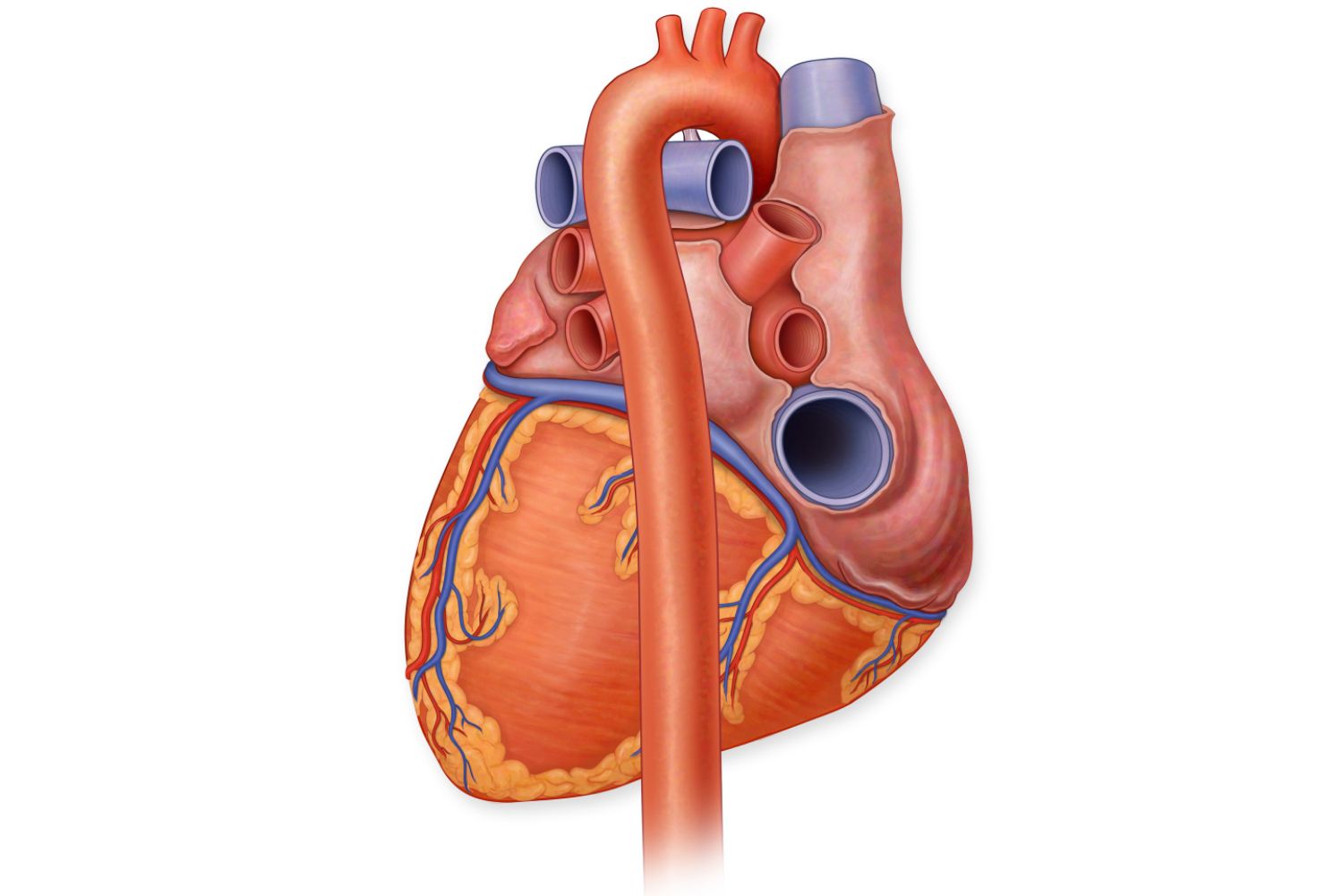 Zanp4mlow85kcl4itkgwlrqtbggfycheart posterior aorta 57f663543df78c690f0885c1